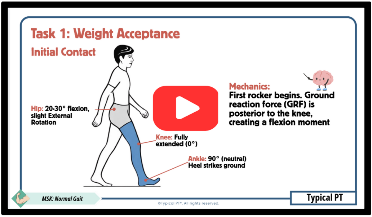 Animated Video Lessons