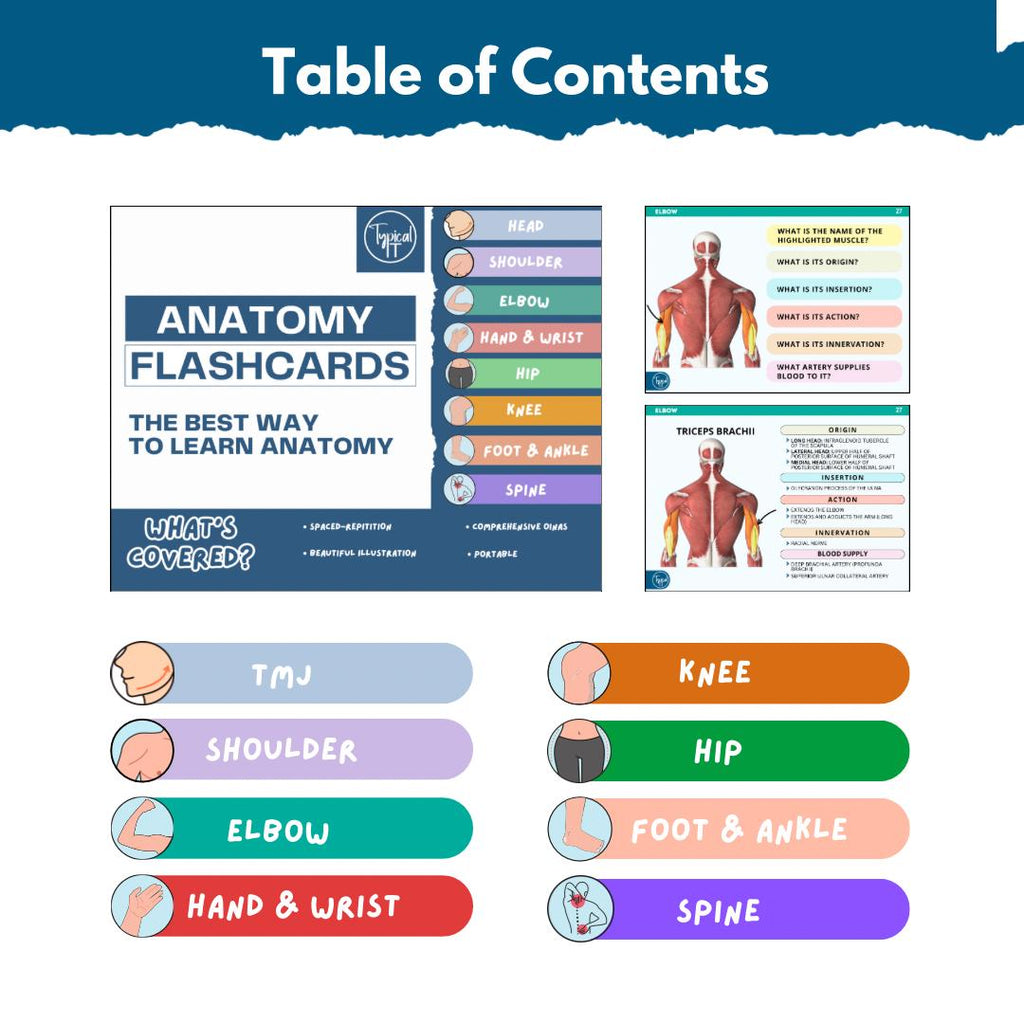 Anatomy Flashcards