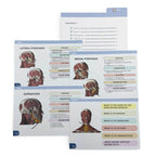 Anatomy Flashcards